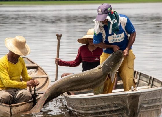 Pirarucu; pesca