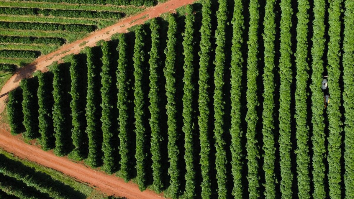 Preços do café sobem com tarifaço dos EUA ao Brasil