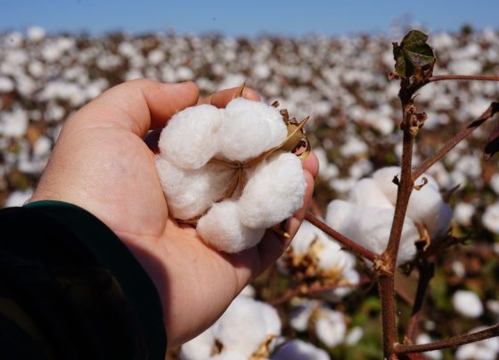 algodão pluma caroço foto israel baumann canal rural mato grosso
