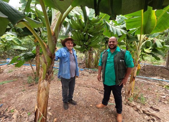 Senar Transforma Ateg Fruticultura Lim&atilde;o Banana V&aacute;rzea Grande foto Israel Baumann Canal Rural Mato Grosso2