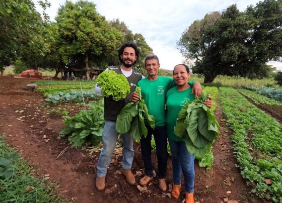ateg olericultura senar transforma horta foto israel baumann canal rural mato grosso4