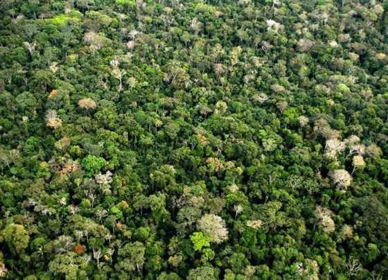 Amazônia, COP28, investimento, Brasil