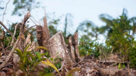 Amazônia; desmatamento