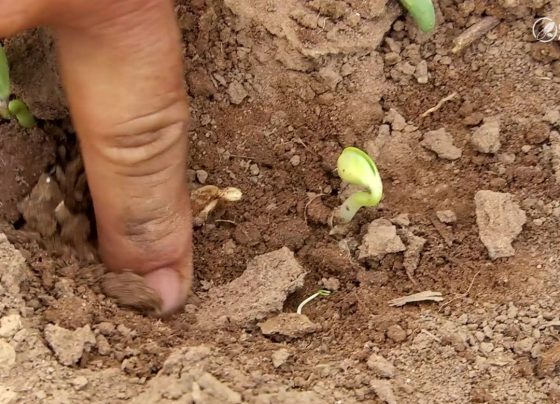 plantio soja foto pedro silvestre canal rural mato grosso1