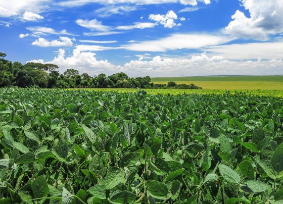 lavoura de soja