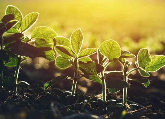 Close up of soybean plant in field