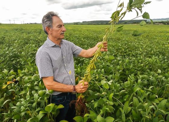 soja Rio Verde goias
