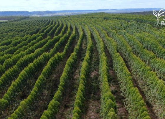 floresta de eucalipto