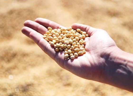 Soja - igp-di - copperativas