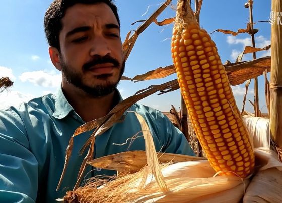 Milho especial Mais Milho foto Israel Baumann Canal Rural Mato grosso1