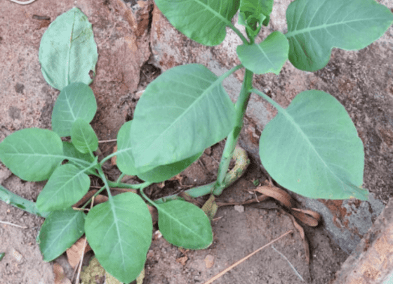 Falsa Couve