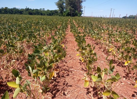 seca, dívida, projeto, clima, falta chuva
