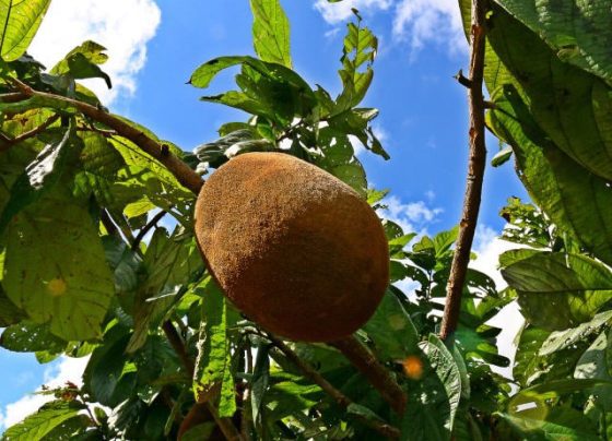 Bioeconomia; cupuaçu