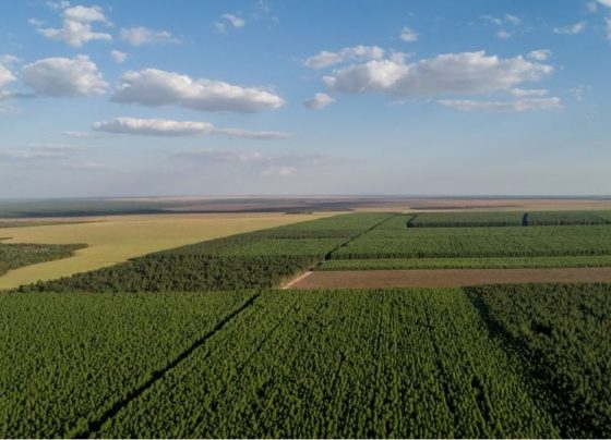Floresta Plantada Eucalipto Foto José Medeiros Dvulgação Arefloresta