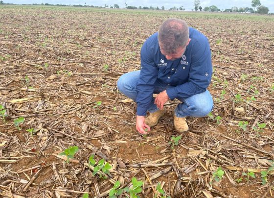 plantio soja foto pedro silvestre canal rural mato grosso