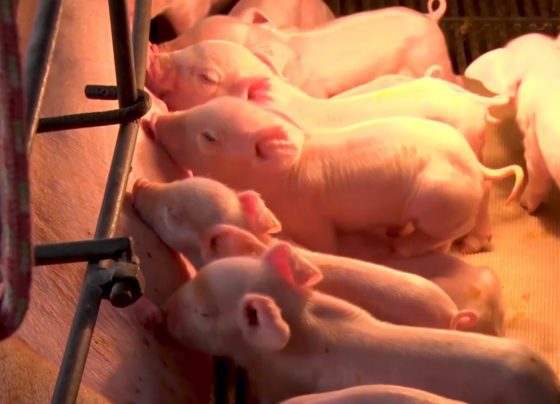 Imagens: Ligados & Integrados