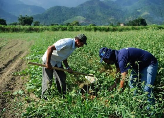 agricultores, garantia safra, governo, benefício
