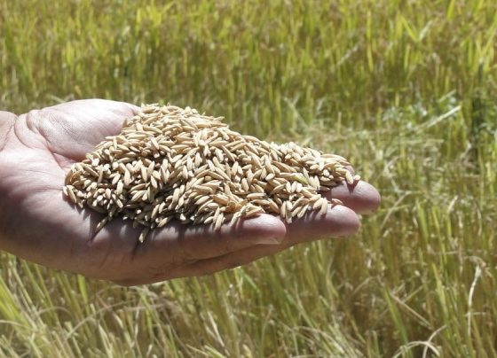 grão de arroz