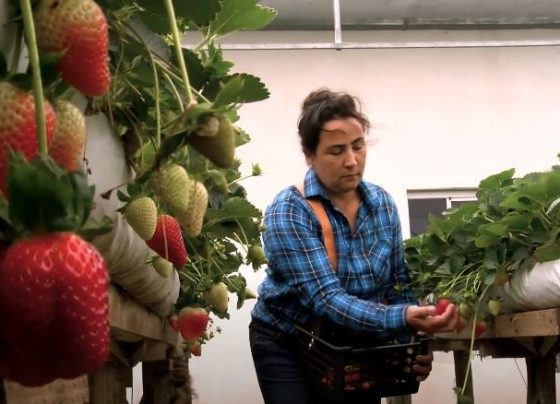 produtora morango Paraná