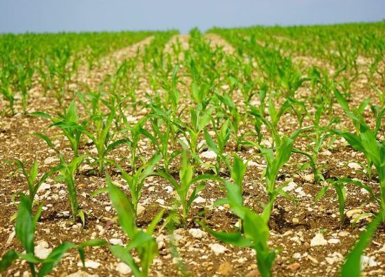 clima, plantio de milho, zoneamento agrícola, segunda safra, previsão do tempo, safra americana, chuva