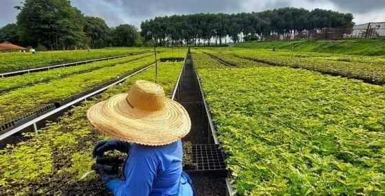 Startup quer reflorestar 1 milhão de hectares na Mata Atlântica e na Amazônia