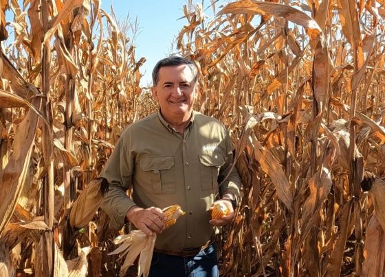 s&eacute;rgio marcon especial mais milho foto israel baumann canal rural mato grosso