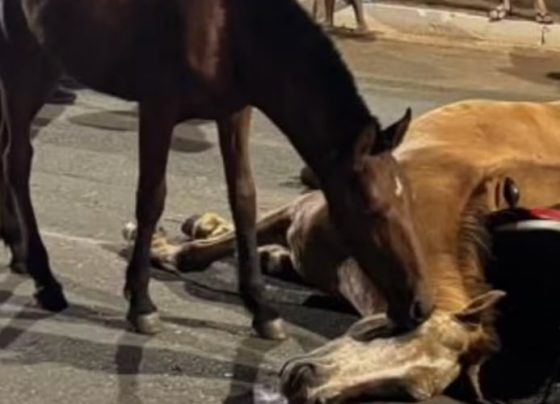 potro tenta aco0rdar égua atropelada em Goiás