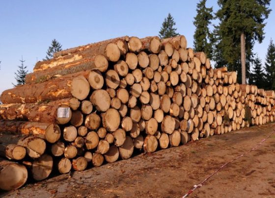 mandeira-bruta-exportação