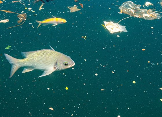 Peixe, poluição, microplásticos