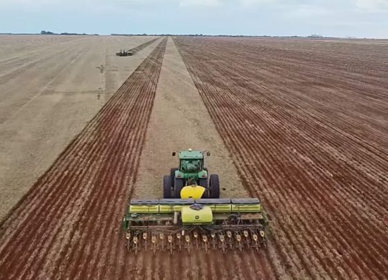 plantio soja pedro silvestre canal rural mato grosso