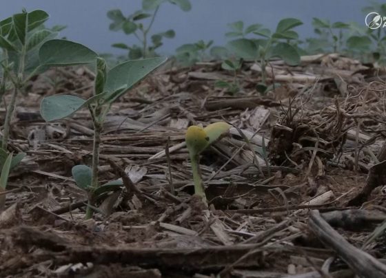 soja patrulheiro agro seca canarana foto pedro silvestre canal rural mato grosso