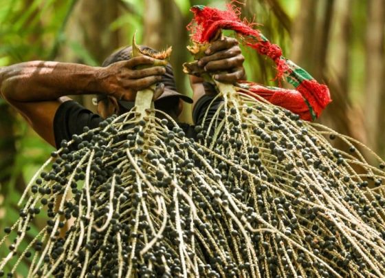 açaí - frutos tropicais