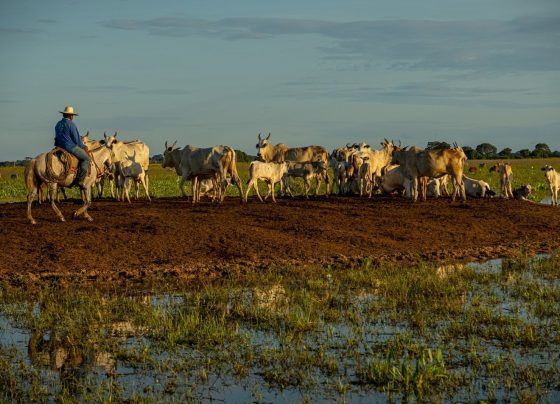 pecuária pantanal Fazenda Pantaneira Sustentável foto: Assessoria Famato