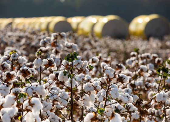 Algodão foto Basf divulgação