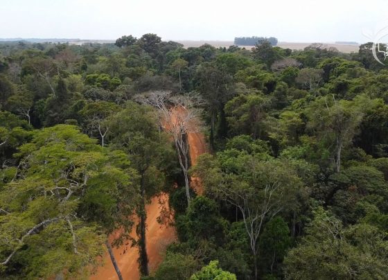 MT Sustent&aacute;vel CAR Tipologia foto Israel Baumann Canal Rural Mato Grosso1