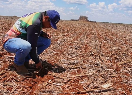 Soja agricultura ind&iacute;gena Coopihanama foto Pedro Silvestre Canal Rural Mato Grosso1