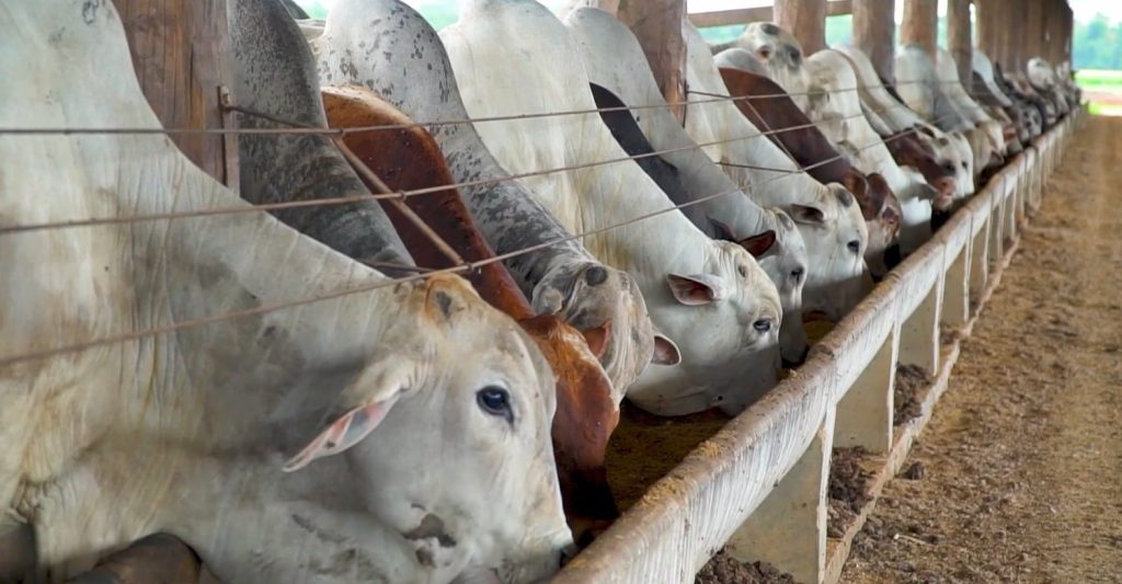 gado boi confinamento arroba carne bovina abate foto pedro silvestre canal rural mato grosso