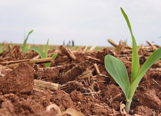 Mais milho minas gerais uberl&acirc;ndia foto israel baumann canal rural mato grosso