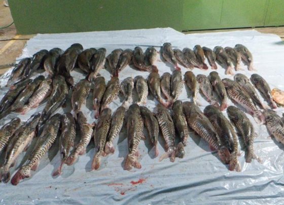 PM apreende 412 kg de pescado irregular em Poxoréu Foto: Polícia Militar de Mato Grosso/Divulgação