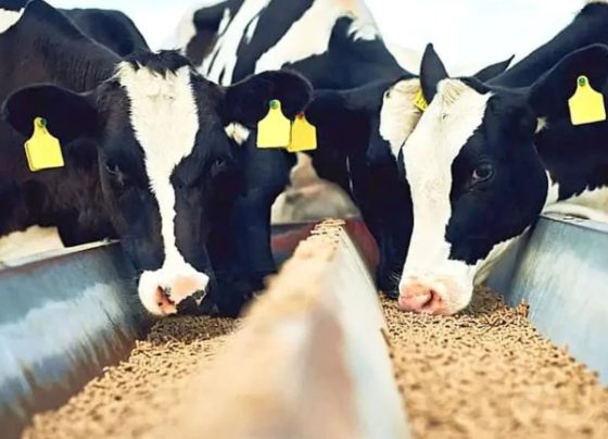 Mais leite: o guia de nutrição para vacas produzirem mais de 25 litros diários
