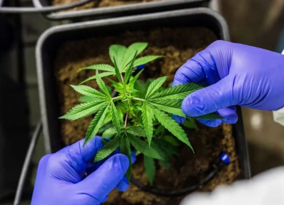 cannabis medicinal