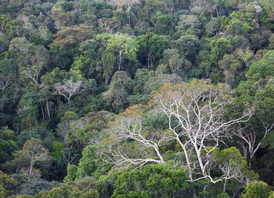Amazônia