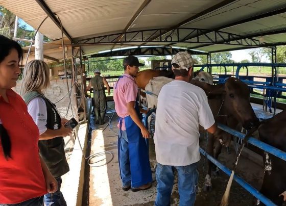 ateg leite inseminação senar transforma foto israel baumann canal rural mato grosso 2