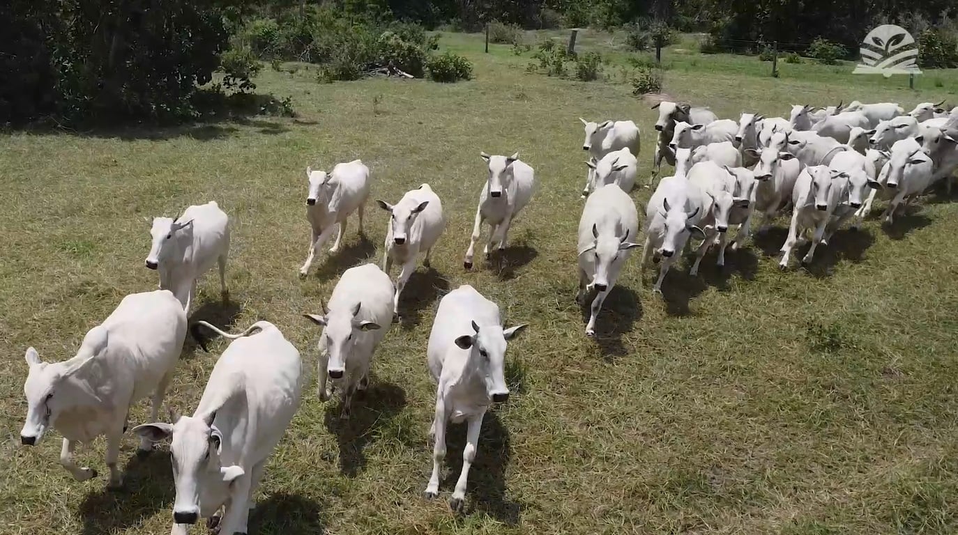 Ateg bonvinocultura gado senar mato grosso foto israel baumann canal rural mato grosso