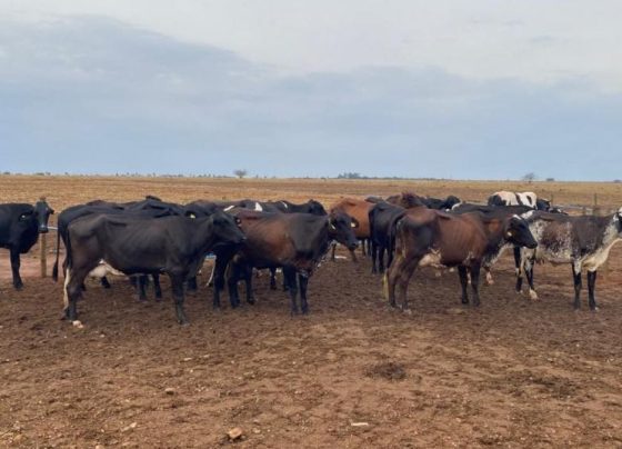 melhoramento genético pecuária leiteira foto Assessoria Seaf1