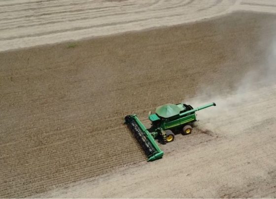 colheita soja plantio milho foto pedro silvestre canal rural mato grosso