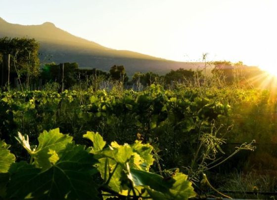 Agroturismo: Marque na Agenda os Imperdíveis Vinhedos de Franschhoek, na África do Sul