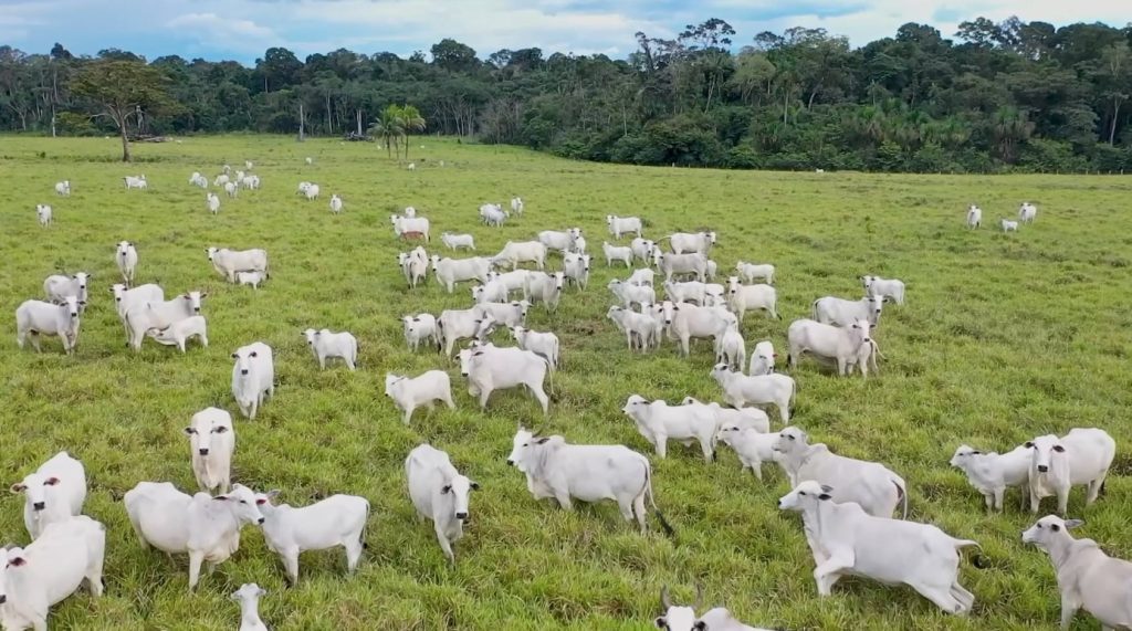 gado pecuária boi carne bovina abate foto pedro silvestre canal rural mato grosso