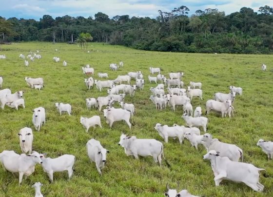 gado pecuária boi carne bovina abate foto pedro silvestre canal rural mato grosso