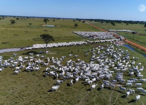 gado bovinos abates boi rebanho foto canal rural mato grosso